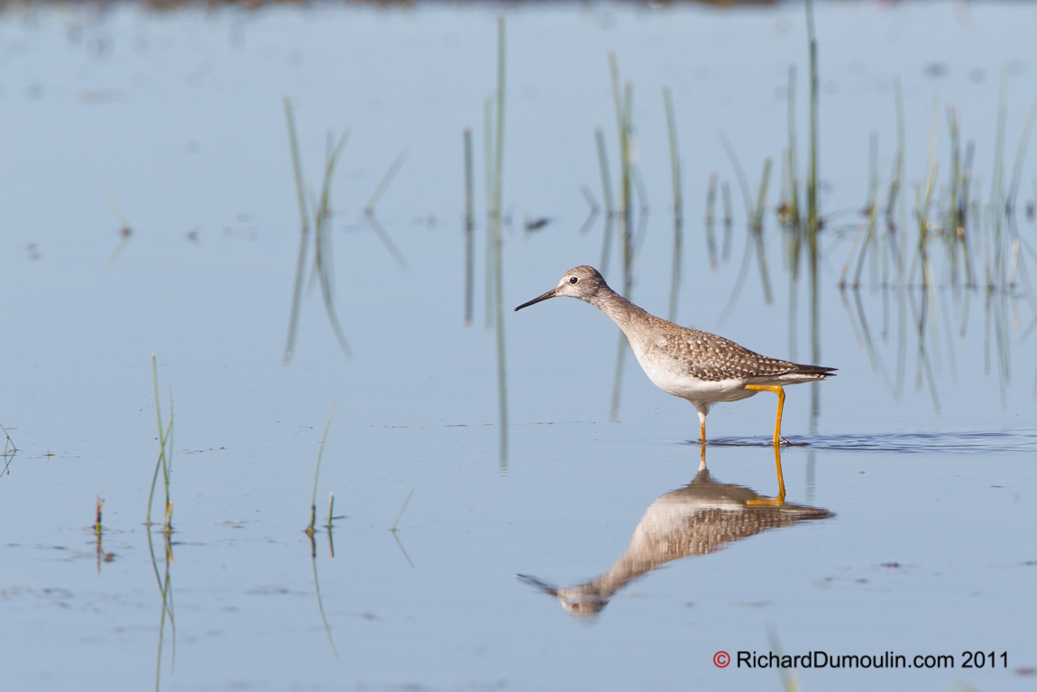 LESSER YELLOWLEGS